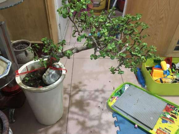 迎客松下山桩怎么修剪好