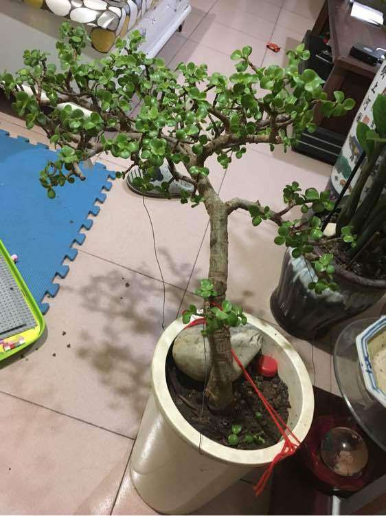 迎客松下山桩怎么修剪好