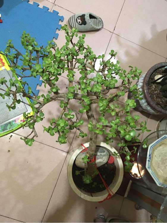 迎客松下山桩怎么修剪好