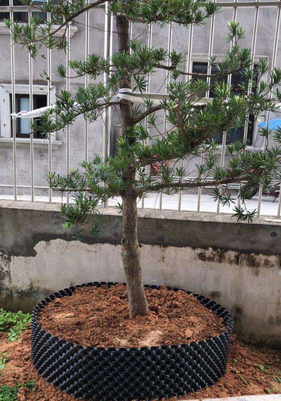 这棵罗汉松下山桩改为迎客松