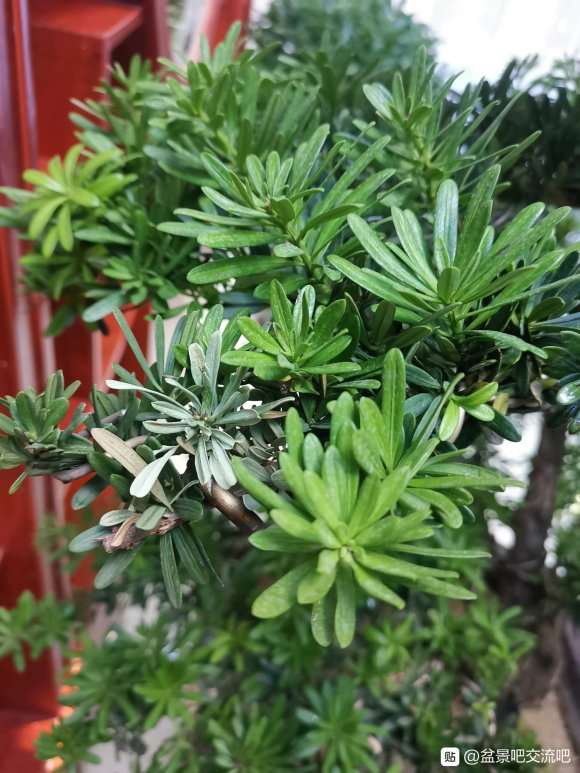 这棵迎客松下山桩熟桩是正常吗