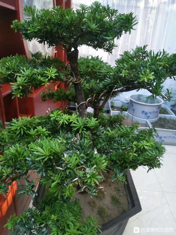 这棵迎客松下山桩熟桩是正常吗