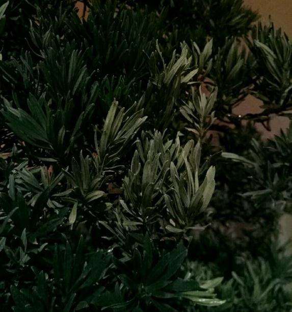 迎客松下山桩叶子开始变干