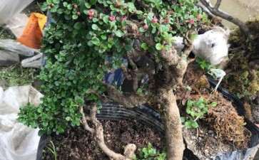 全都是红花大果的下山桩熟桩 图片