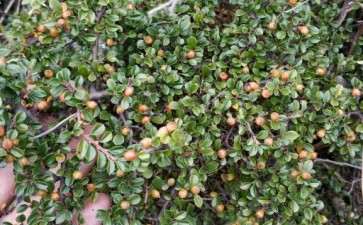 这个是不是荀子下山桩呢 可以吗 图片