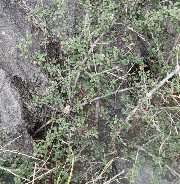 荀子下山桩做盆景有价值吗