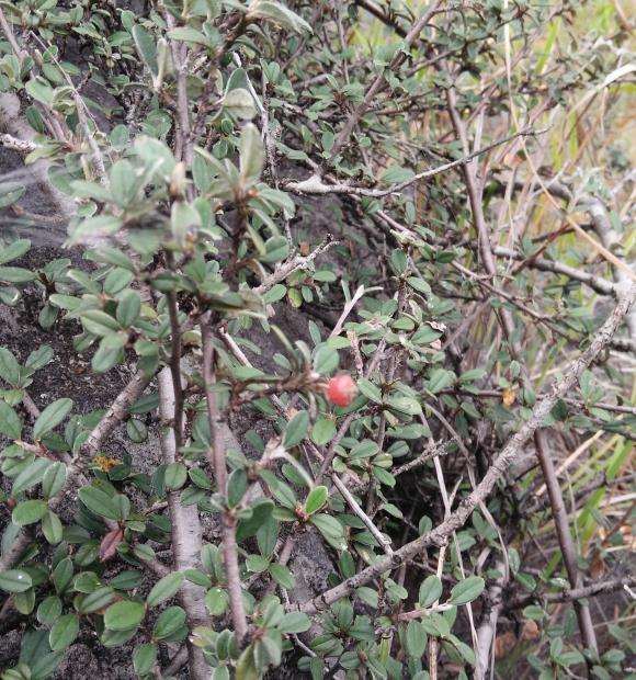 荀子下山桩做盆景有价值吗