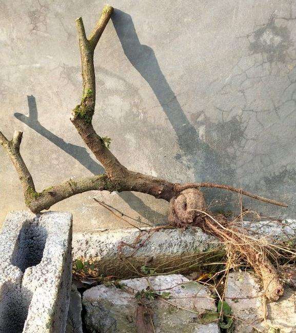 平枝荀子下山桩用腐殖土 可以吗 图片