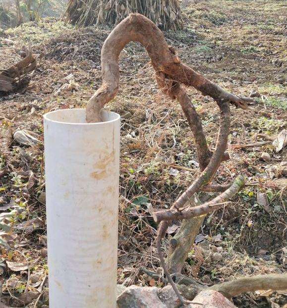 平枝荀子下山桩用腐殖土 可以吗 图片