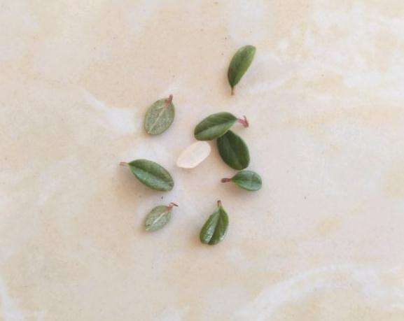 云南小叶荀子下山桩和米粒对比图