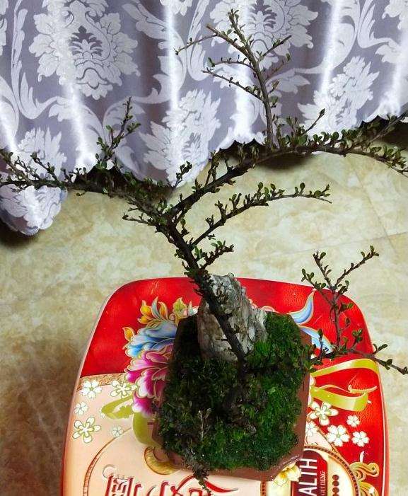 云南小叶荀子下山桩和米粒对比图