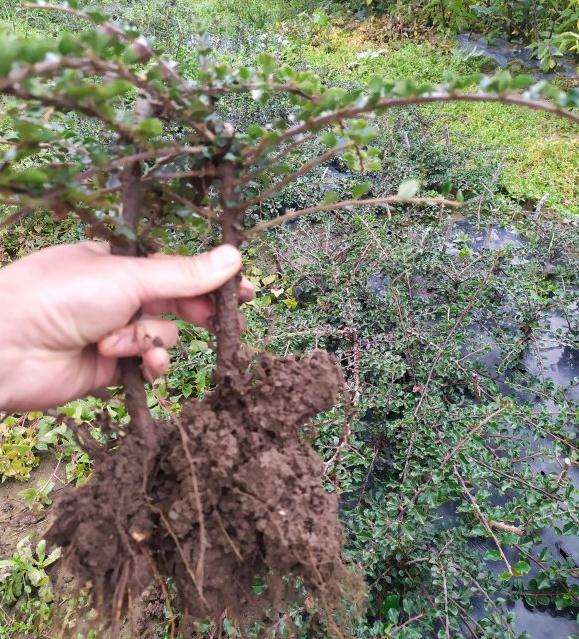 荀子下山桩在哪个季节挖容易成活