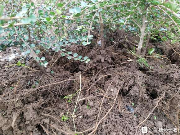 荀子下山桩在哪个季节挖容易成活