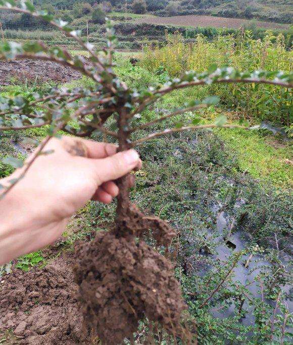 红花大果荀子下山桩苗苗基地