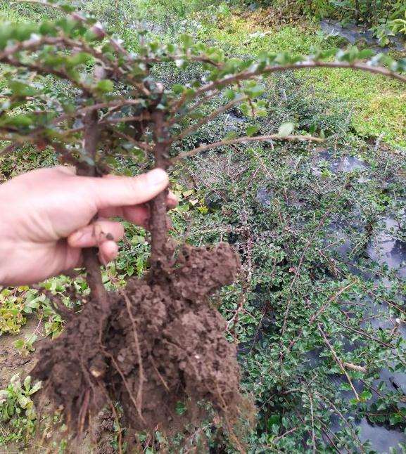 红花大果荀子下山桩苗苗基地