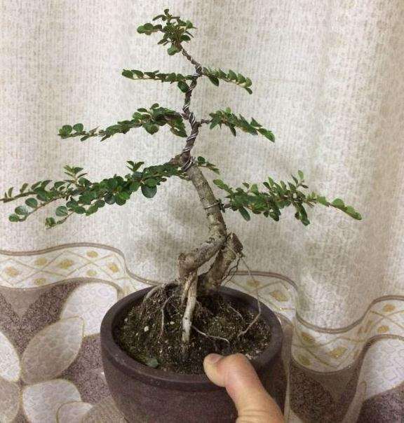山西长治的荀子下山桩怎么是白花