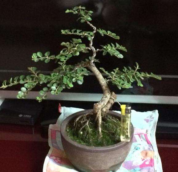 山西长治的荀子下山桩怎么是白花
