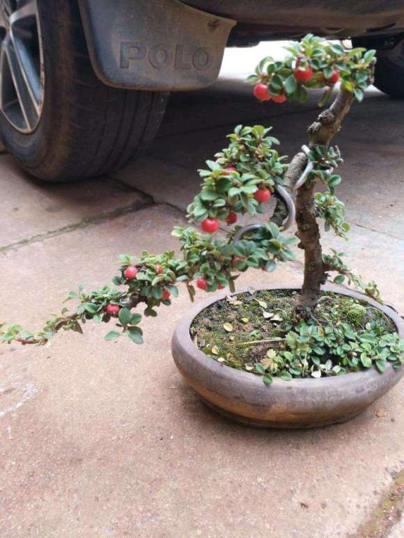 平枝荀子下山桩如何才能种活