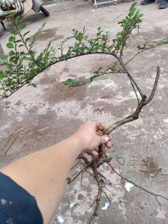 荀子下山桩 这样子能栽活吗
