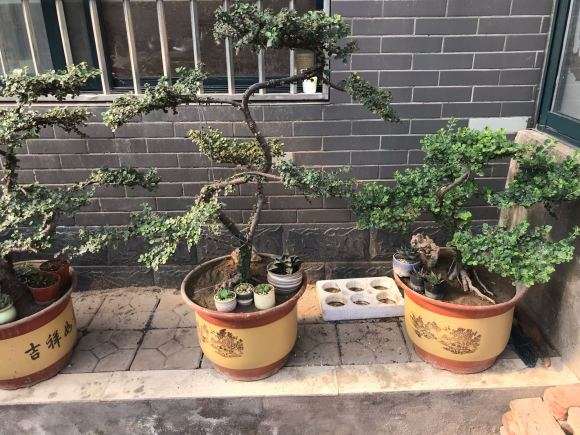 荀子下山桩慢慢发黄