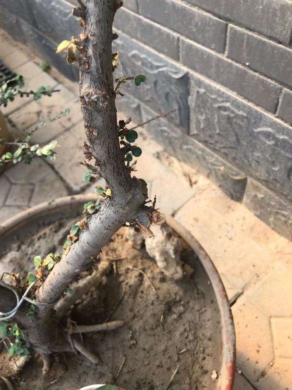 荀子下山桩慢慢发黄