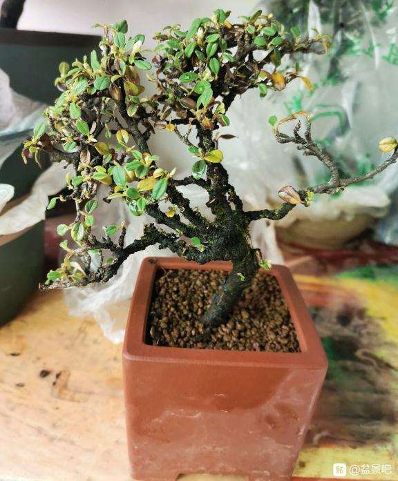 北方怎么种植云南荀子下山桩的方法