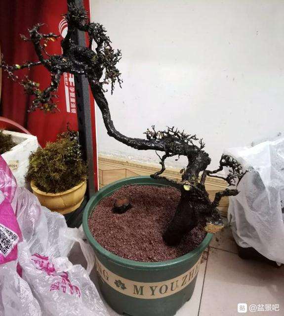 北方怎么种植云南荀子下山桩的方法