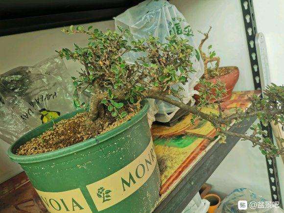 北方怎么种植云南荀子下山桩的方法