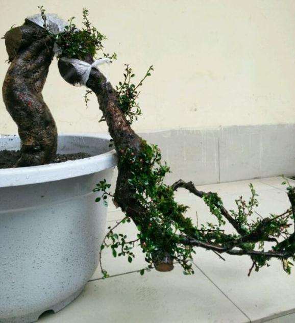 看一下平枝荀子下山桩上盆后的感觉