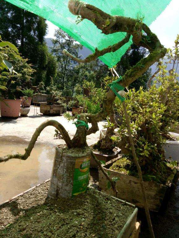 小叶白花荀子下山桩 没带土球 能不能活