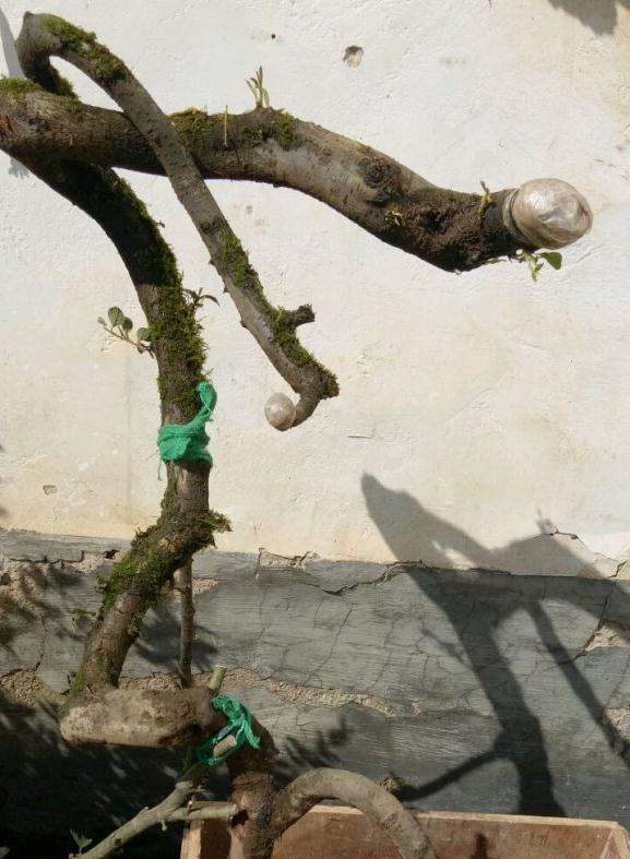小叶白花荀子下山桩 没带土球 能不能活