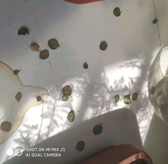 荀子下山桩叶子都干了一碰就掉了