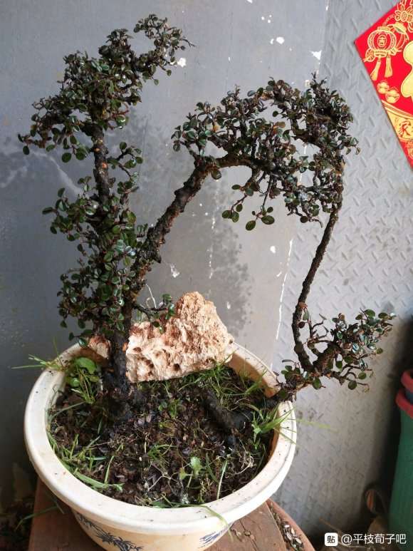 什么季节挖荀子下山桩最合适