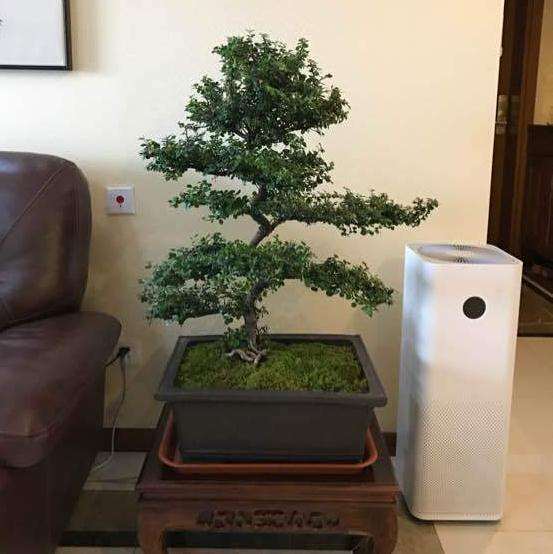 这是平枝栒子下山桩