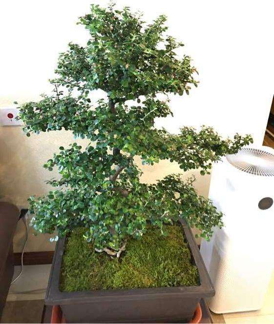 这是平枝栒子下山桩