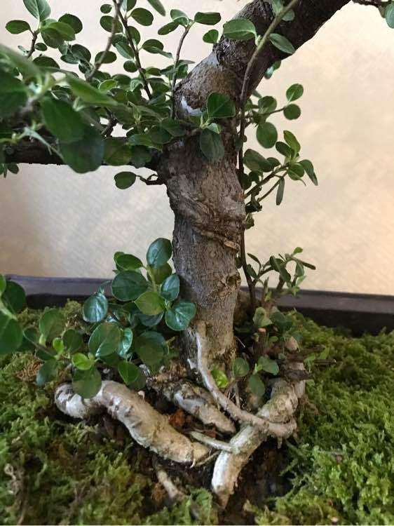 这是平枝栒子下山桩