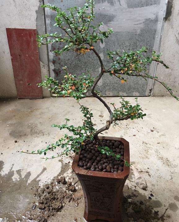 这是荀子下山桩 还是珍珠梅呢