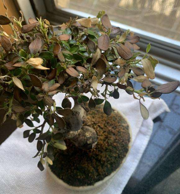 白花荀子下山桩 晒太阳就成这样了 图片