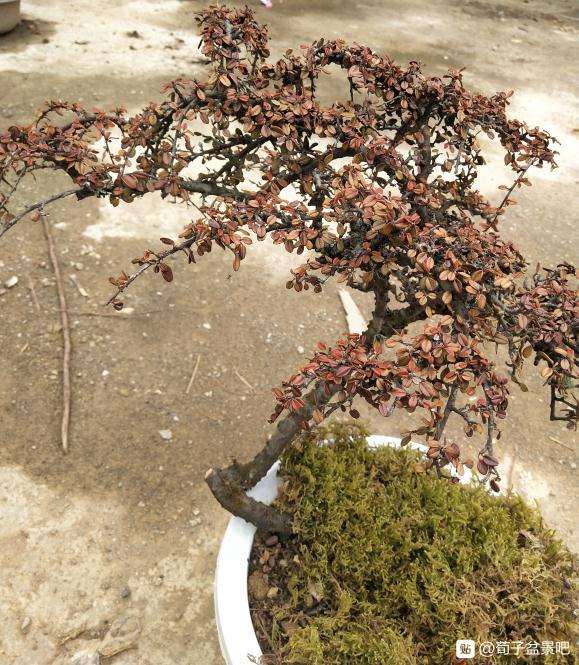 白花荀子下山桩 晒太阳就成这样了 图片