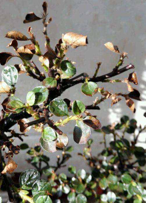 平枝荀子下山桩叶子干枯了 图片
