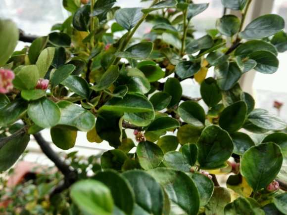 平枝荀子下山桩叶子黄了 怎么办 图片