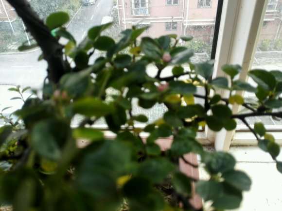 平枝荀子下山桩叶子黄了 怎么办 图片