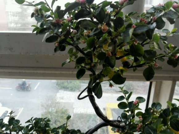 平枝荀子下山桩叶子黄了 怎么办 图片