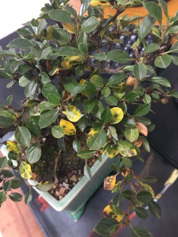 平枝荀子下山桩一直在黄叶 怎么回事