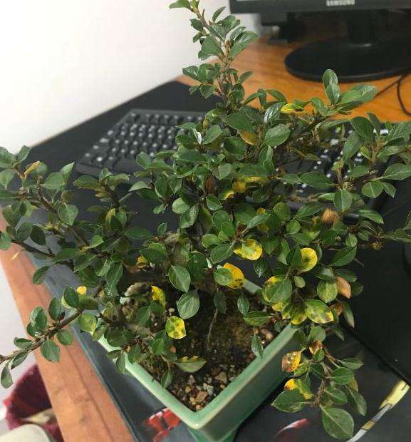 平枝荀子下山桩一直在黄叶 怎么回事