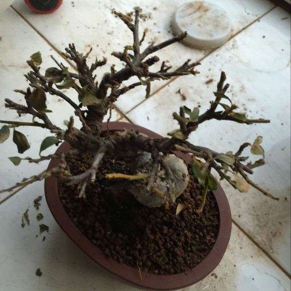 栒子下山桩叶子快掉光了