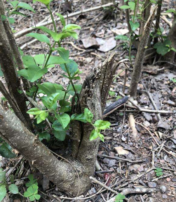 这是女贞下山桩吗 我们这随处可见