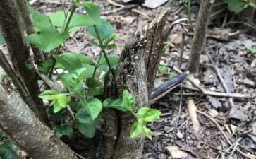 这是女贞下山桩吗 我们这随处可见