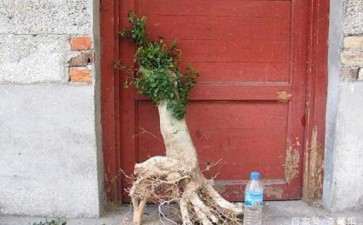 一棵大叶女贞下山桩 能否嫁接成小叶