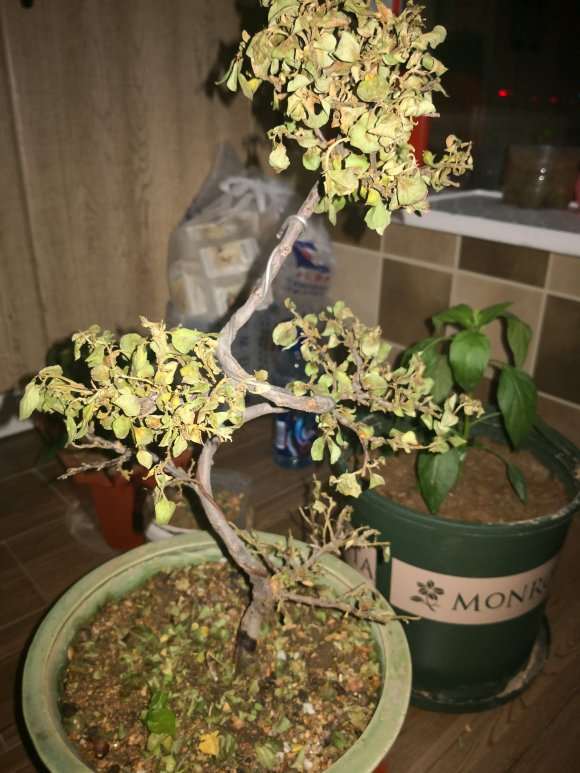 平枝栒子下山桩叶子都枯萎了